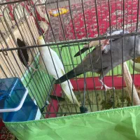 یک جفت عروس هلندی|پرنده|تالش, هشتپر|دیوار