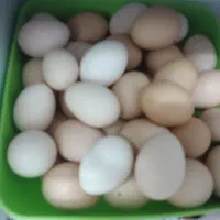 تخم مرغ محلی