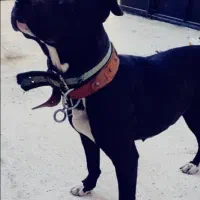 پیت بول ماده|سگ|رشت, کوی حسینی|دیوار