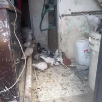 کفتر رنگه