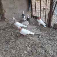 پنج عدد بچ طوقی درجه یک