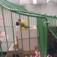 فنچ گلدین|پرنده|ری, شهرک نظامی|دیوار