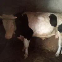 گاو سیمینتال|حیوانات مزرعه|موچش, |دیوار