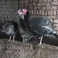 بوقلمون ماده محلی