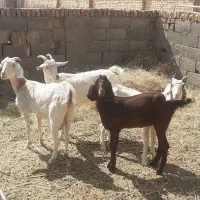 تعداد ۲ عدد بز دورگ سانن  ودو عدد کره دورگ