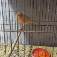 قناری مزائیکی