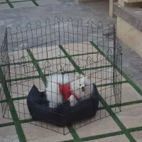 انواع پارک سگ با کیفیت و قیمت استثنایی