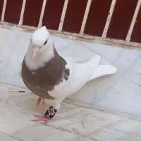 طوقی قهوای بشرط|پرنده|لنجان, |دیوار