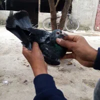 کبوتر مسافتی معاوضه|پرنده|خان ببین, |دیوار