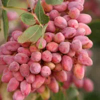 کود ارگانیک17 «رشدانفجاری»