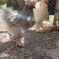 تخم نطفه دار لهستانی