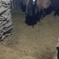 بره نر|حیوانات مزرعه|طرقبه, |دیوار