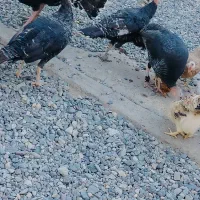 بوقلمون فروشی