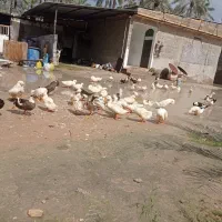 50عدد اردک نر و ماده 500