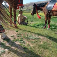 آموزش سوارکاری و خرید و فروش اسب