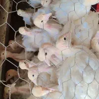 جوجه بوقلمون بیوتی