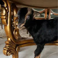 بزغاله ناقلا|حیوانات مزرعه|همدان, |دیوار