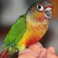 یک جفت گرینچیک