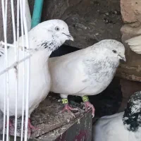 کبوتر خالسبز