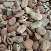 باقلا خشک درجه1