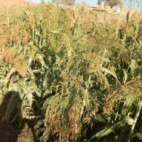 جارو|لوازم نظافت|ویسیان, |دیوار