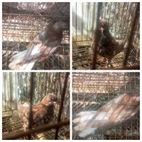 ی جفت کفتر با جوجه فروش نقد و معاوضه|پرنده|تهران, کرمان|دیوار