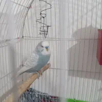 جفت مرغ عشق هلندی و پروانه ای دوگل|پرنده|خوی, |دیوار