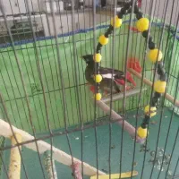 جوجه مرغ مینا سرحال آماده آموزش