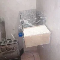 عروس البینو