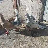 4عدد کفتر دانه ای 350