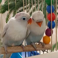 طوطی برزیلی سرلاکی مرغ عشق مولد وبالغ