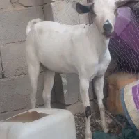 یک عدد گسه جوان