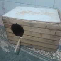 لونه عروس هلندی  ومرغ عشق