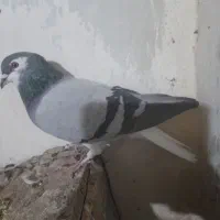 یاهو جنس و لچکی|پرنده|کرمانشاه, |دیوار
