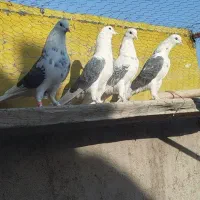 کبوترپرشتی