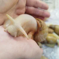 فروش حلزون بزرگ|خزنده|ارومیه, |دیوار