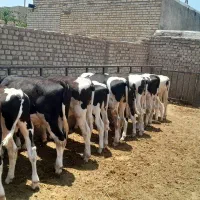 10راس گوساله