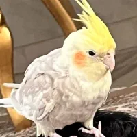 عروس هلندی گمشده