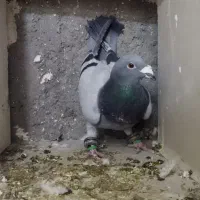 کبوتر.دوخط|پرنده|مشهد, شهید معقول|دیوار