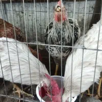 خروس|حیوانات مزرعه|مشهد, شهرک صنعتی توس|دیوار