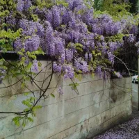 زمین-منطقه-بهداشت