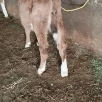 گوساله نر سیمیتال