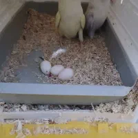 جفت کوتوله مولد با تخم فوری