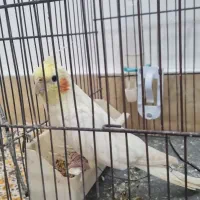 عروس هلندی|پرنده|ماسال, |دیوار