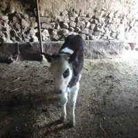 گوساله ۴۰ روزه