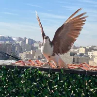 کفتر کبوتر پرنده