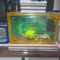 اکواریوم با لوازمش وماهی هاش