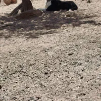 ماده خراسانی