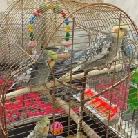 عروس هلندی خاص