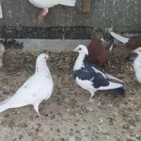 کبوتر پرشی جنگنده|پرنده|تاکستان, |دیوار